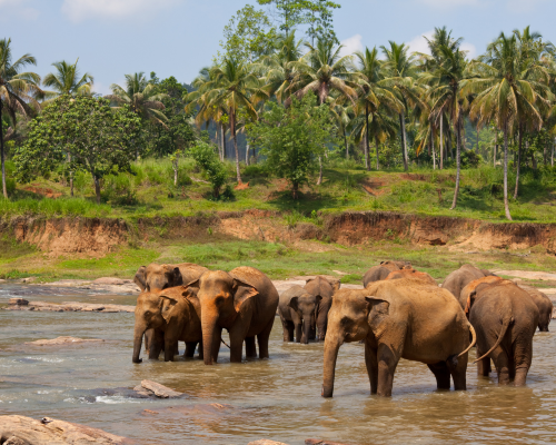 World-Class Safari in Sri Lanka Udawalawe, Wild Elephants - Adventure Holidays Barter's Travelnet