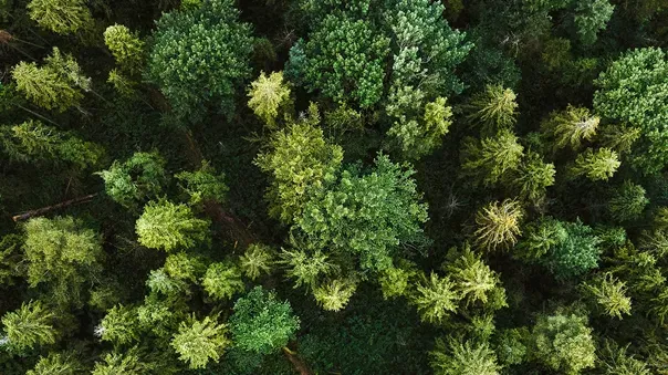 Contiki An aerial view of a forest with lots of trees Barters Travelnet