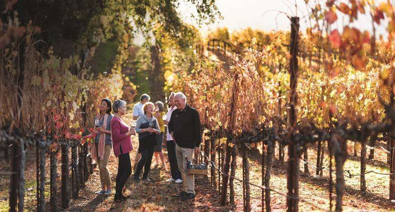 Group of People Visiting a Vineyard During a Sunny Day - Escorted Tours Luxury Holidays Barter's Travelnet