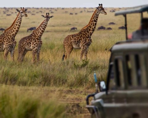 10 Days Essence of South Africa