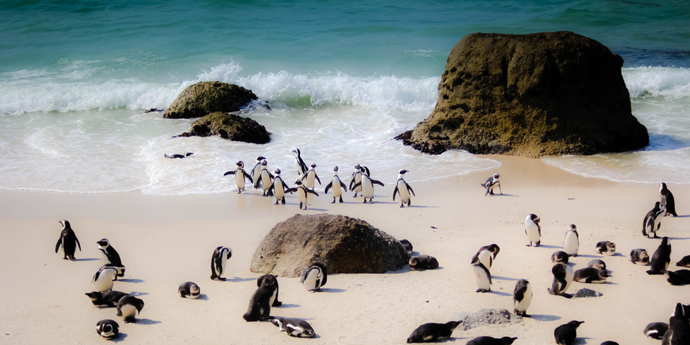 A Group of Penguins in a Beach in South Africa, The Wild and Wonderful - Blog Post Barters Travelnet