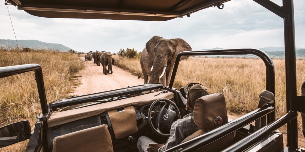 Herd of Elephants, Safari in South Africa, The Wild and Wonderful - Blog Post Barters Travelnet