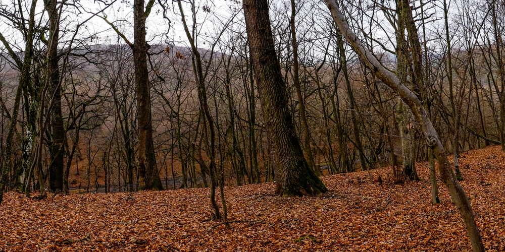 Spooky Destinations of Europe, Hoia-Baciu Forest, Transylvania, Romania - Blog Post Barters Travelnet