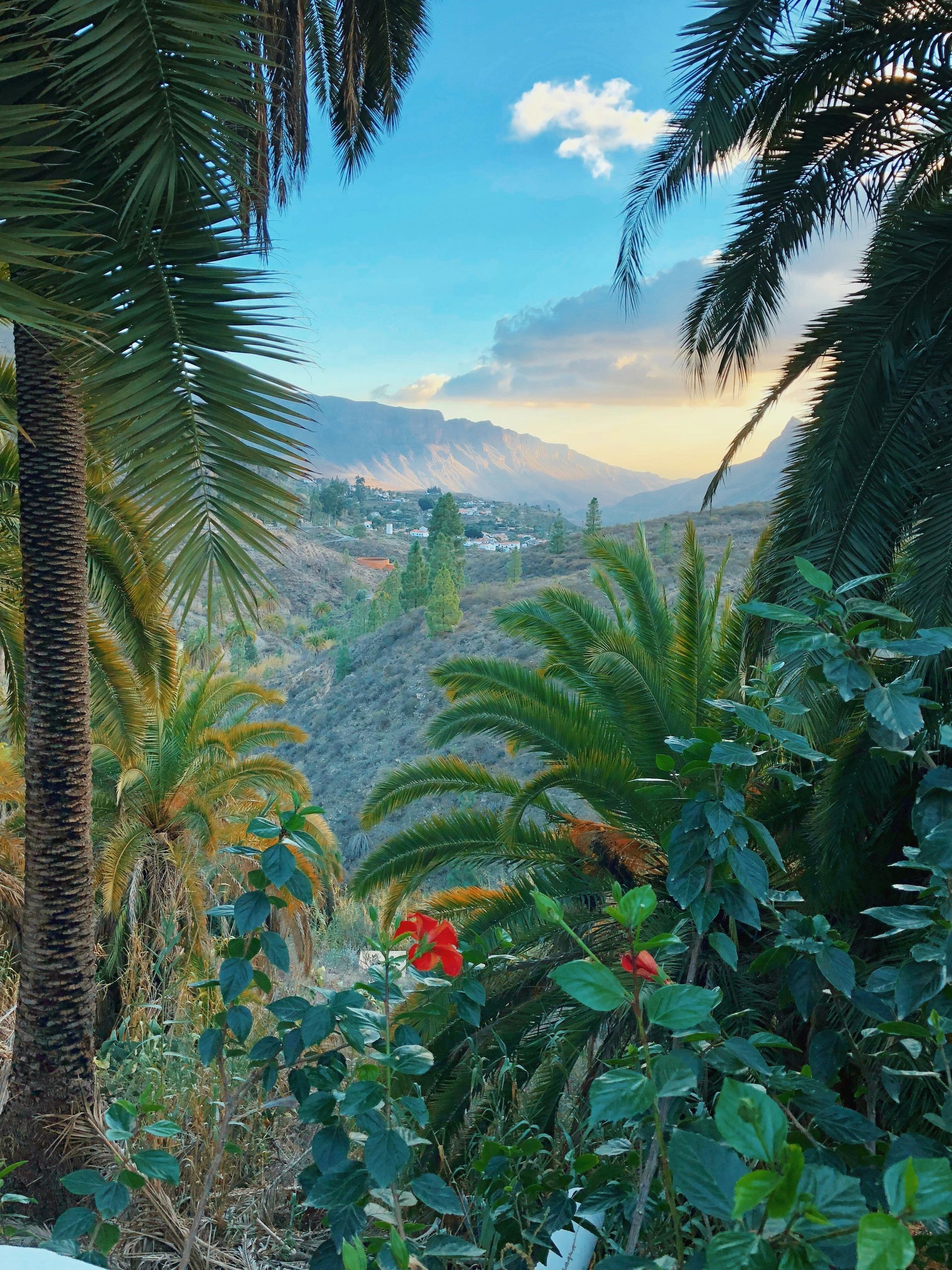 Amazing View of The Canary Islands, a Spanish Archipelago off the Coast of Northwestern Africa, Palm Trees with Mountains as Background, Spain - Gran Canaria Holidays Barter's Travelnet