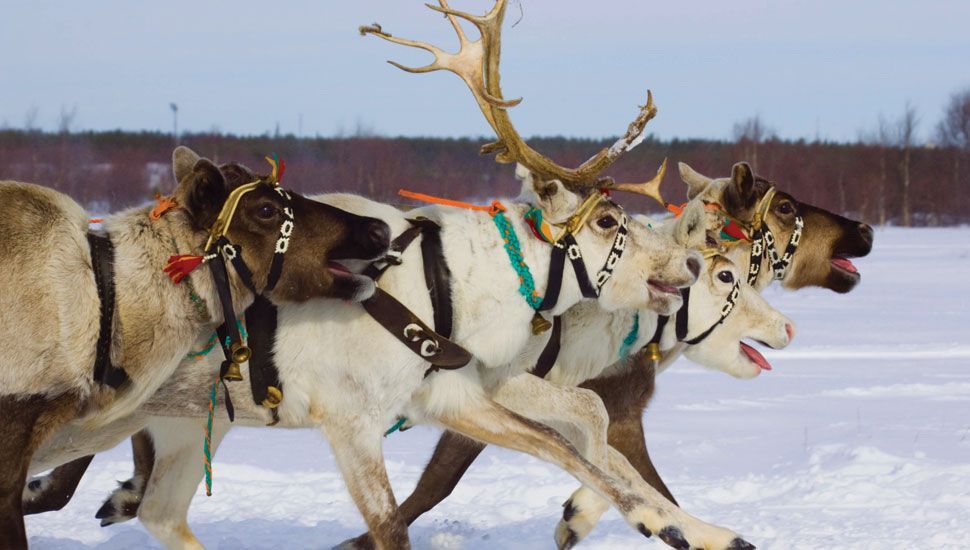 Lapland Reindeer Sleighbell Spectacular - Barter's Travelnet