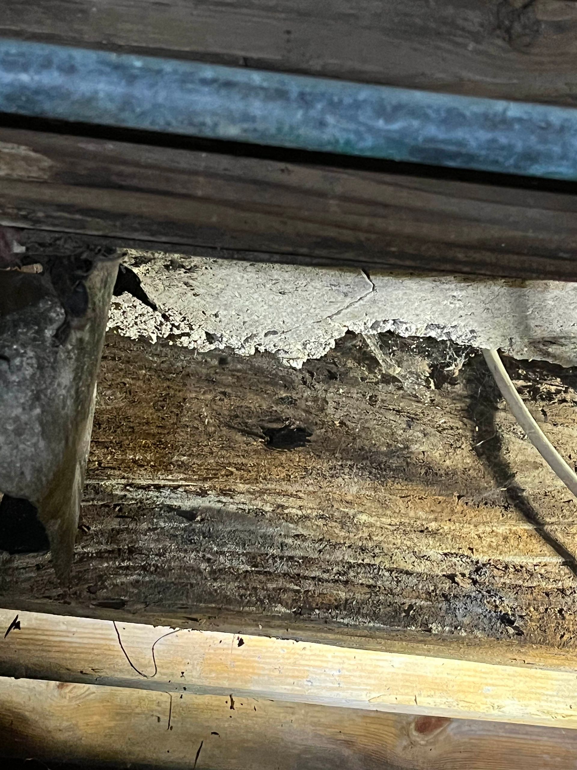 Wooden beams with white, crumbling material between them; close-up shot.