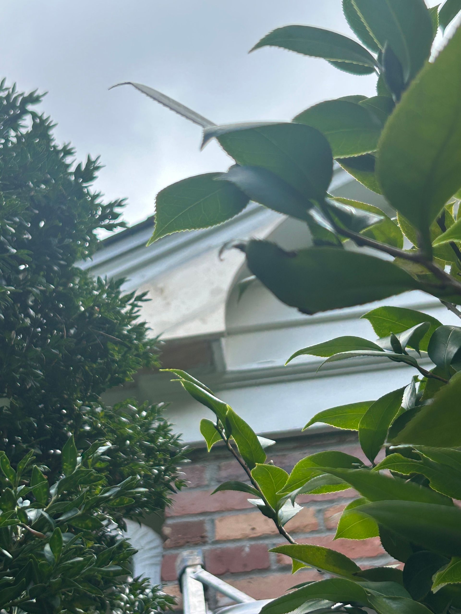 Green leafy branches in front of a brick building with a white trim.
