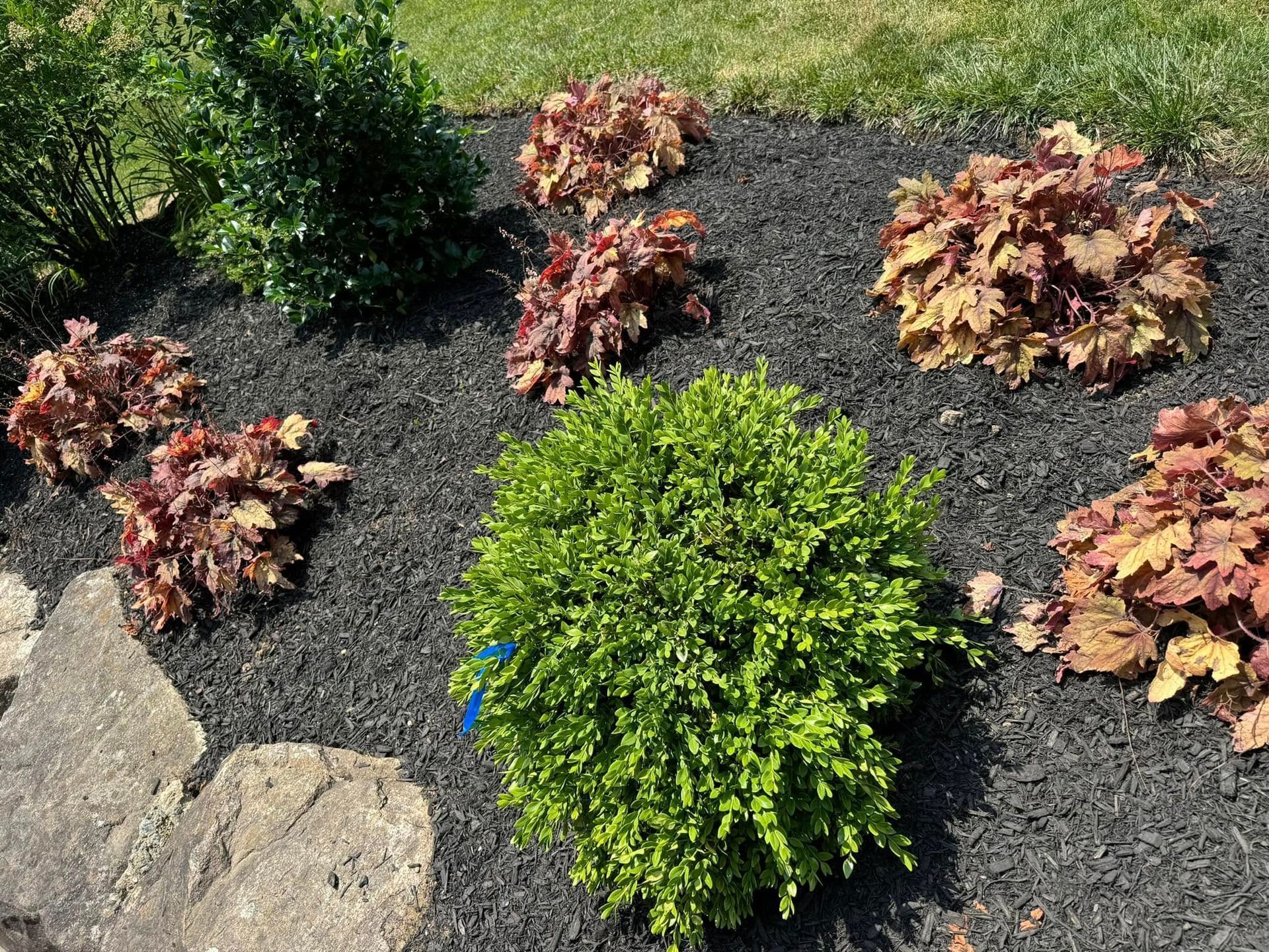 There are many different types of plants in the garden.