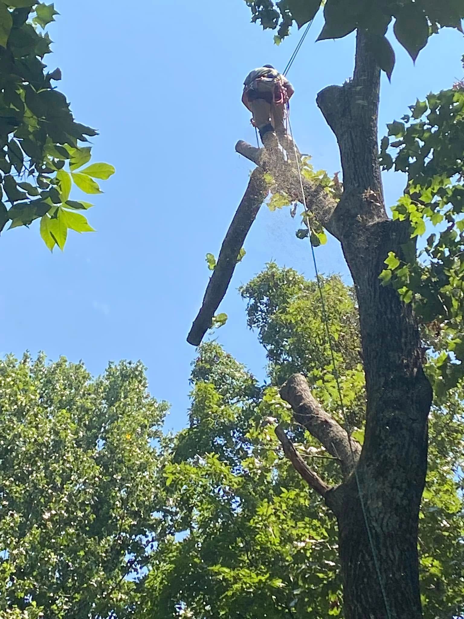 A tree worker high in a canopy is using a chainsaw to remove a large branch, which is suspended by a rope.