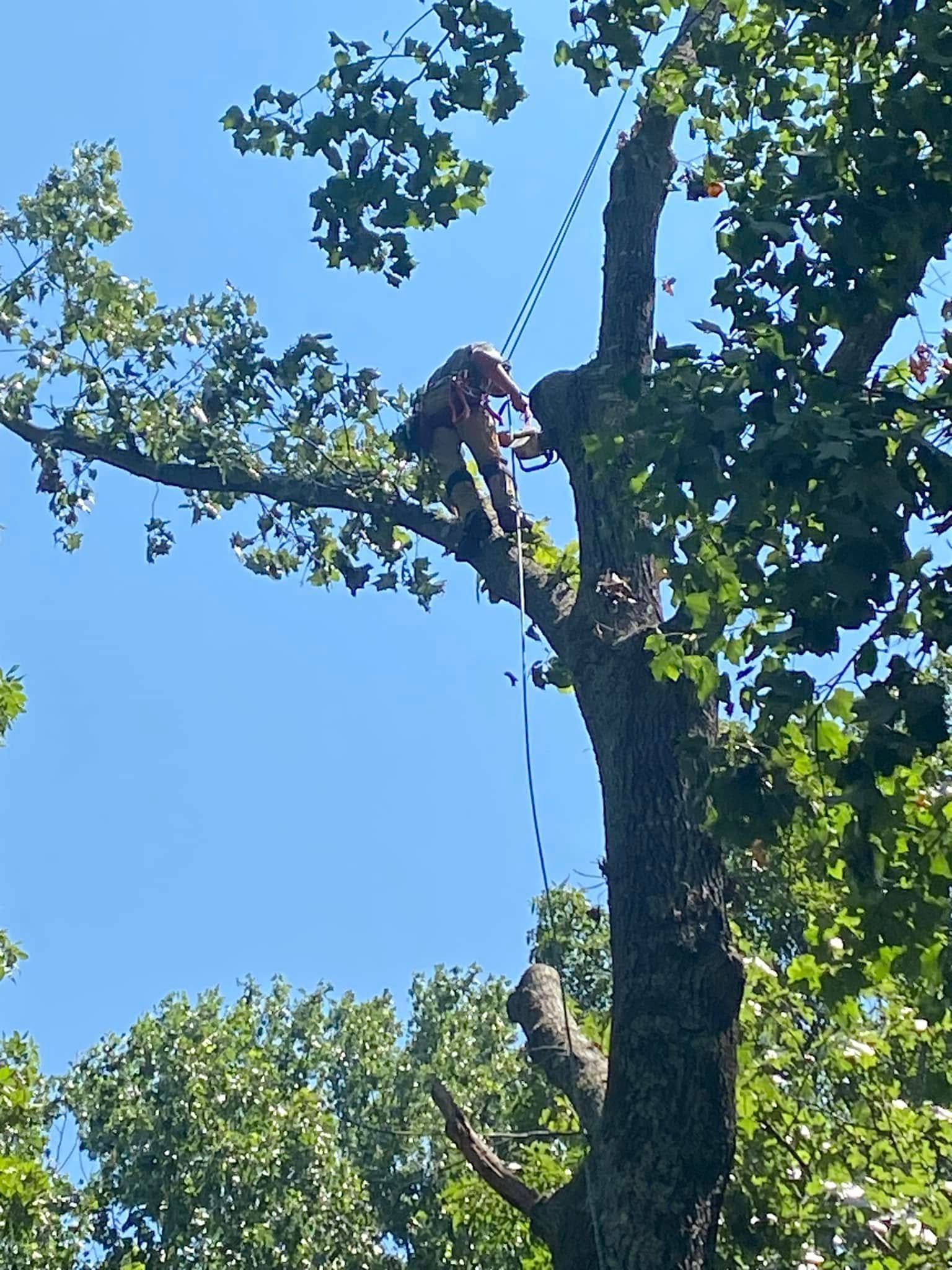 A person wearing safety gear works high in a tree, secured by ropes against a bright blue sky.