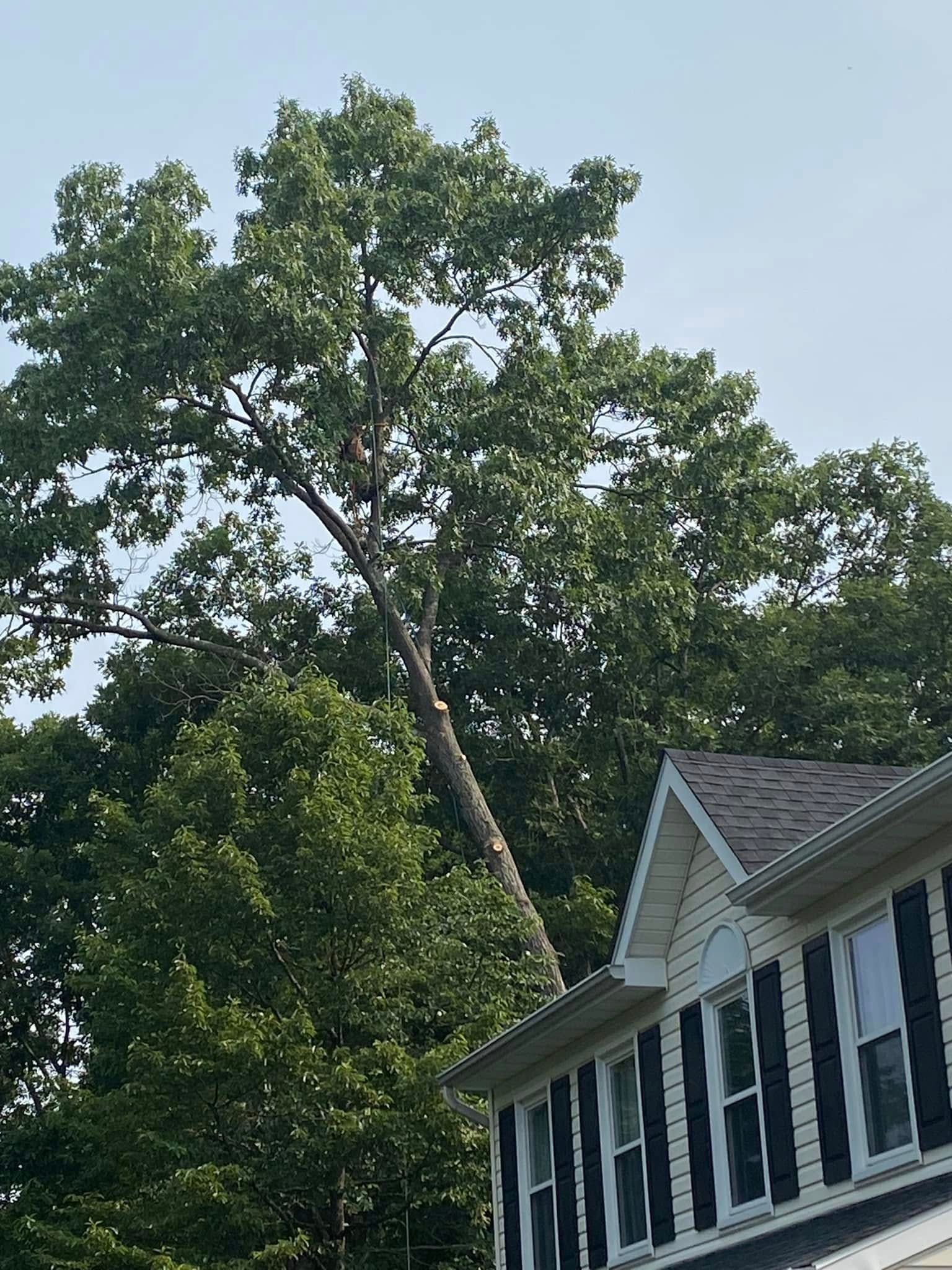 A large, mature tree towers over the roof of a light-colored two-story house with black window shutters.