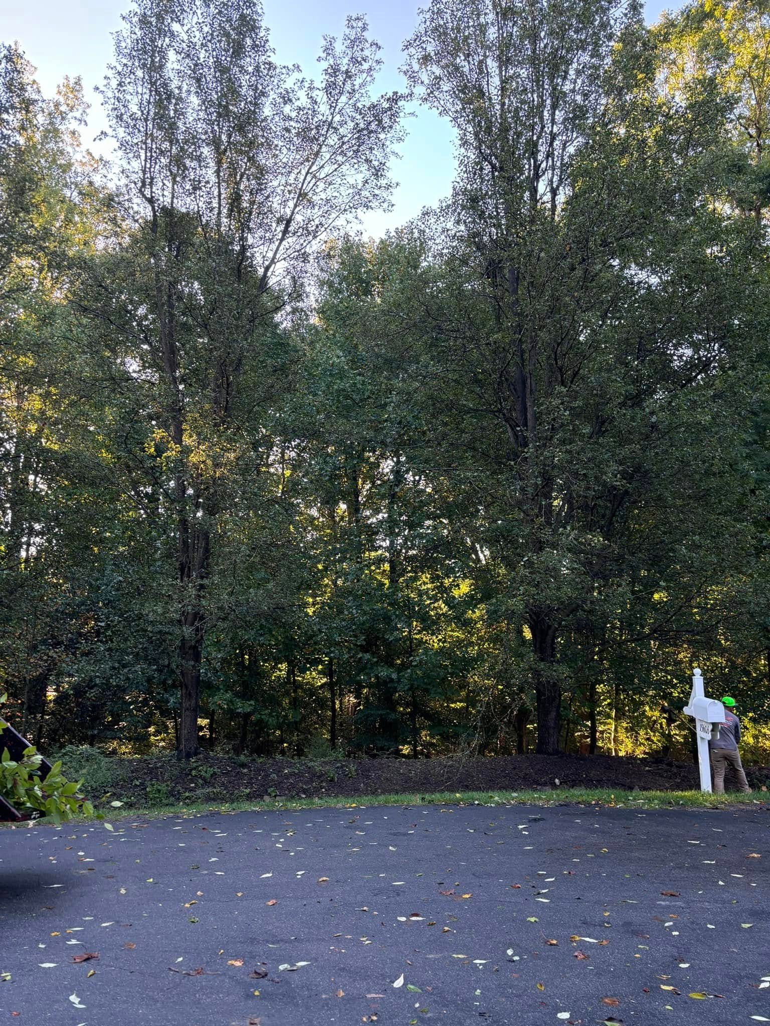 A residential mailbox stands at the edge of a paved driveway in front of a dense, sunlit line of trees.