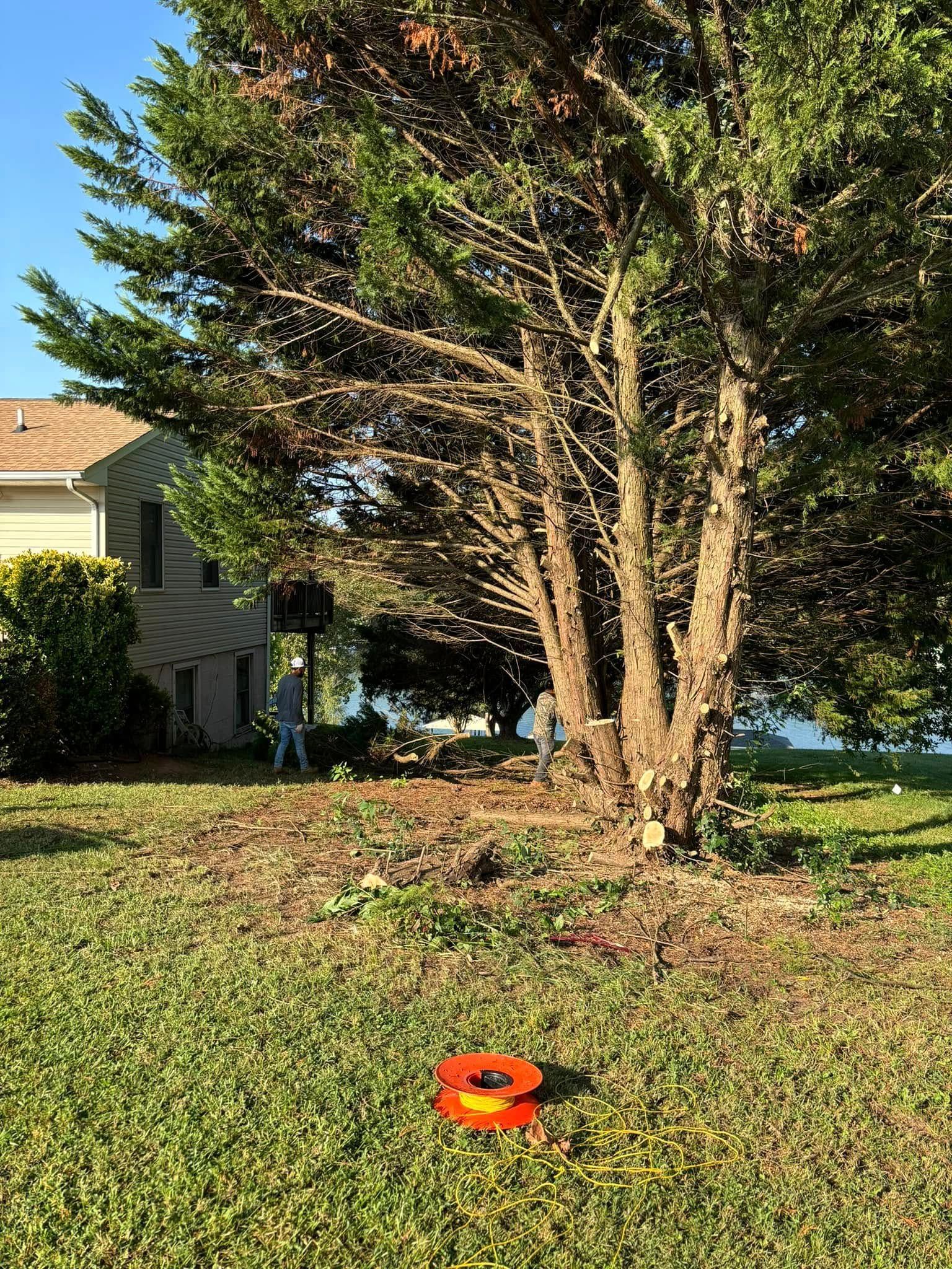 Two people trim a large tree in a sunny yard with an orange tape reel on the grass in the foreground.