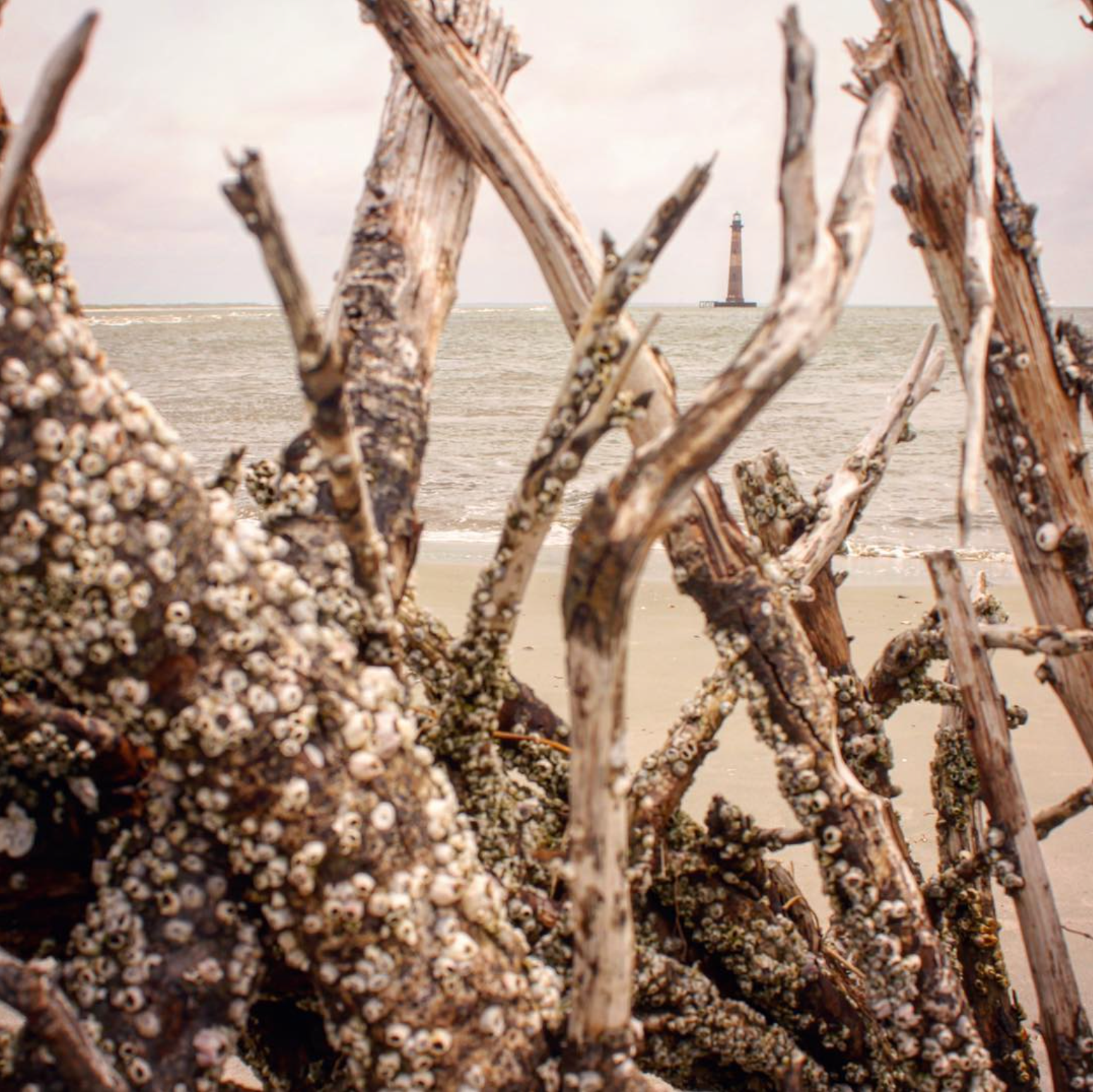 Driftwood-covered beach foreground frames a distant lighthouse on a gray, overcast day.