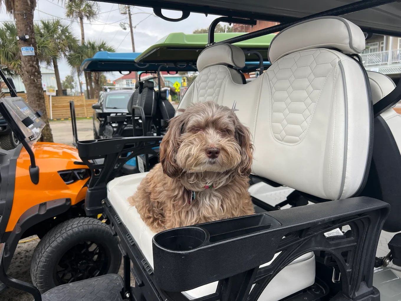 A brown, fluffy dog sits in the front seat of a white golf cart, smiling at the camera. 