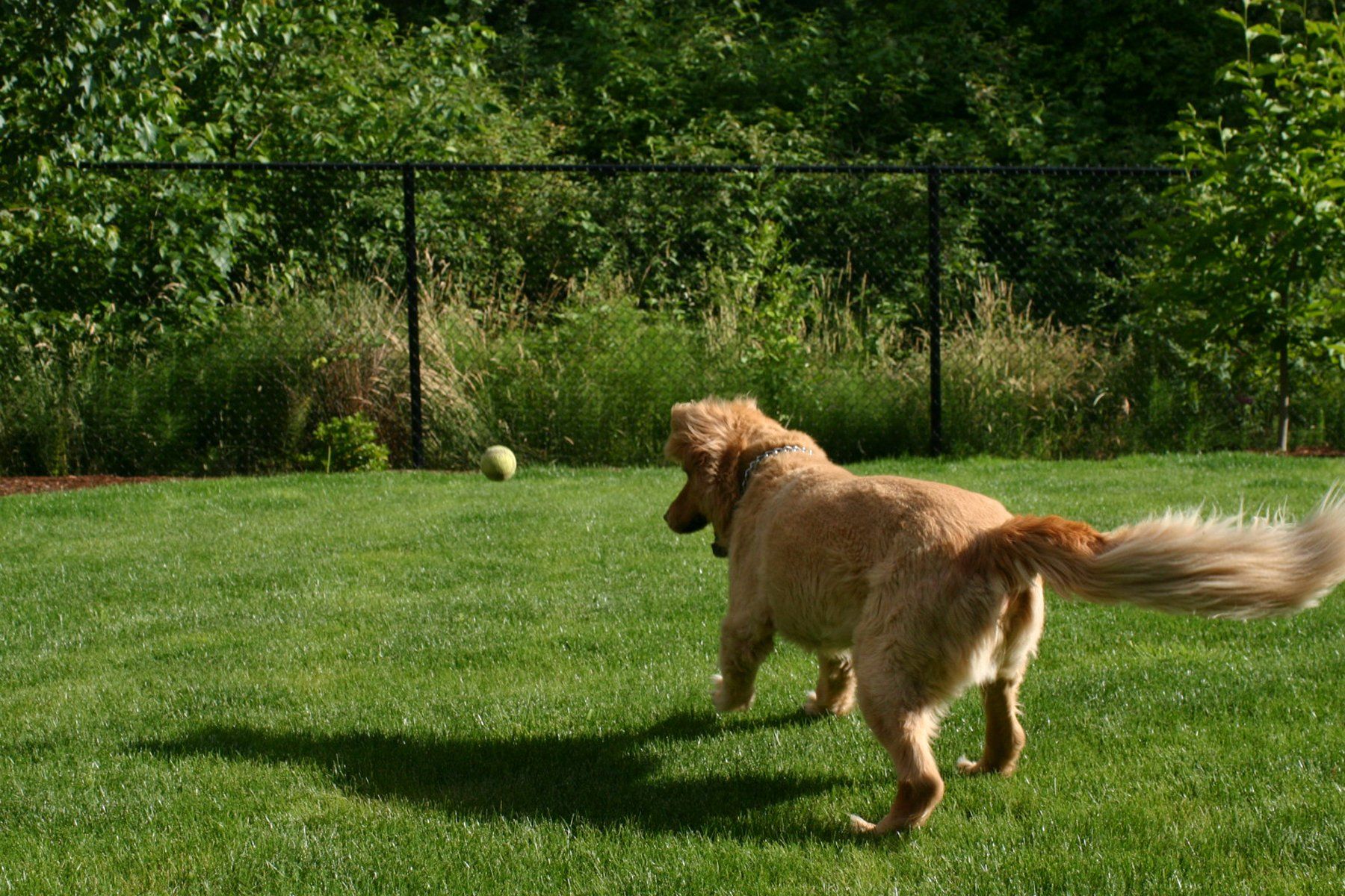 A dog is running in the grass with a ball in its mouth.
