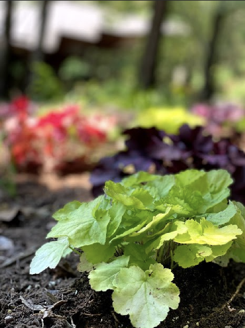 A small plant is growing out of the ground in a garden.