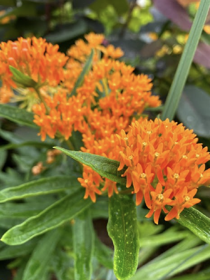 A close up of a plant with orange flowers and green leaves.