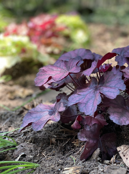 Renew Lighting Creations | Home Lighting | Little Rock ArRenew Lighting Creations | Home Lighting | Little Rock Ar