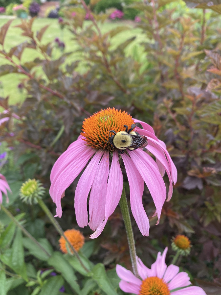 Renew Lighting Creations | Home Lighting | Little Rock Ar