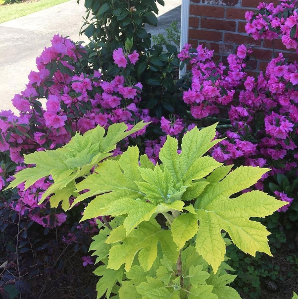 Renew Lighting Creations | Home Lighting | Little Rock Ar