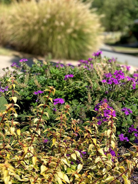 Renew Lighting Creations | Home Lighting | Little Rock Ar