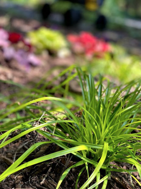 Renew Lighting Creations | Home Lighting | Little Rock Ar