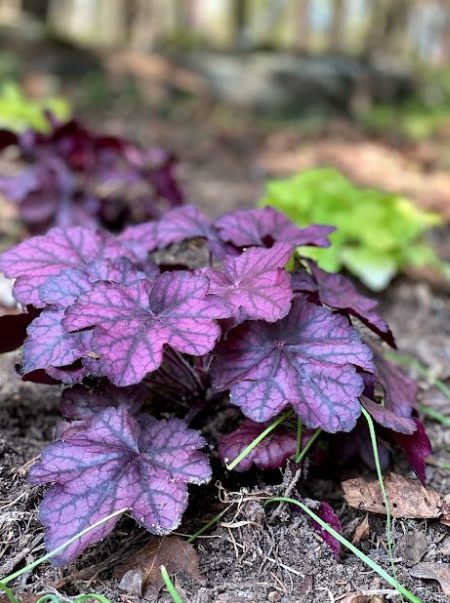 Renew Lighting Creations | Home Lighting | Little Rock Ar