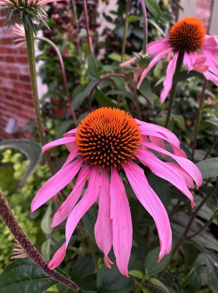 Renew Lighting Creations | Home Lighting | Little Rock Ar