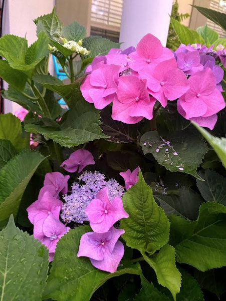 Renew Lighting Creations | Home Lighting | Little Rock Ar