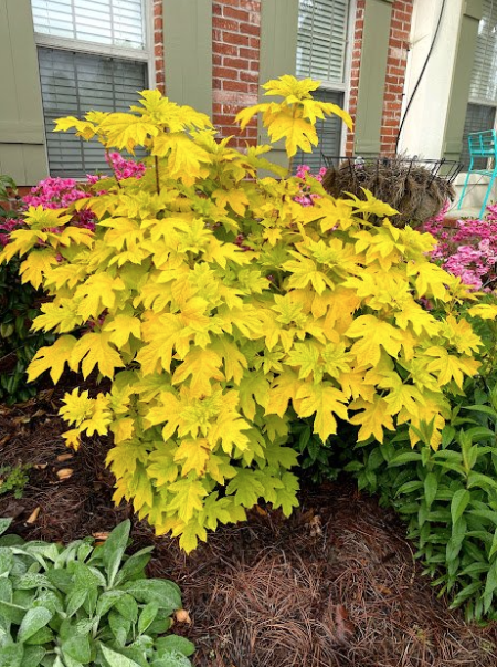 Renew Lighting Creations | Home Lighting | Little Rock Ar