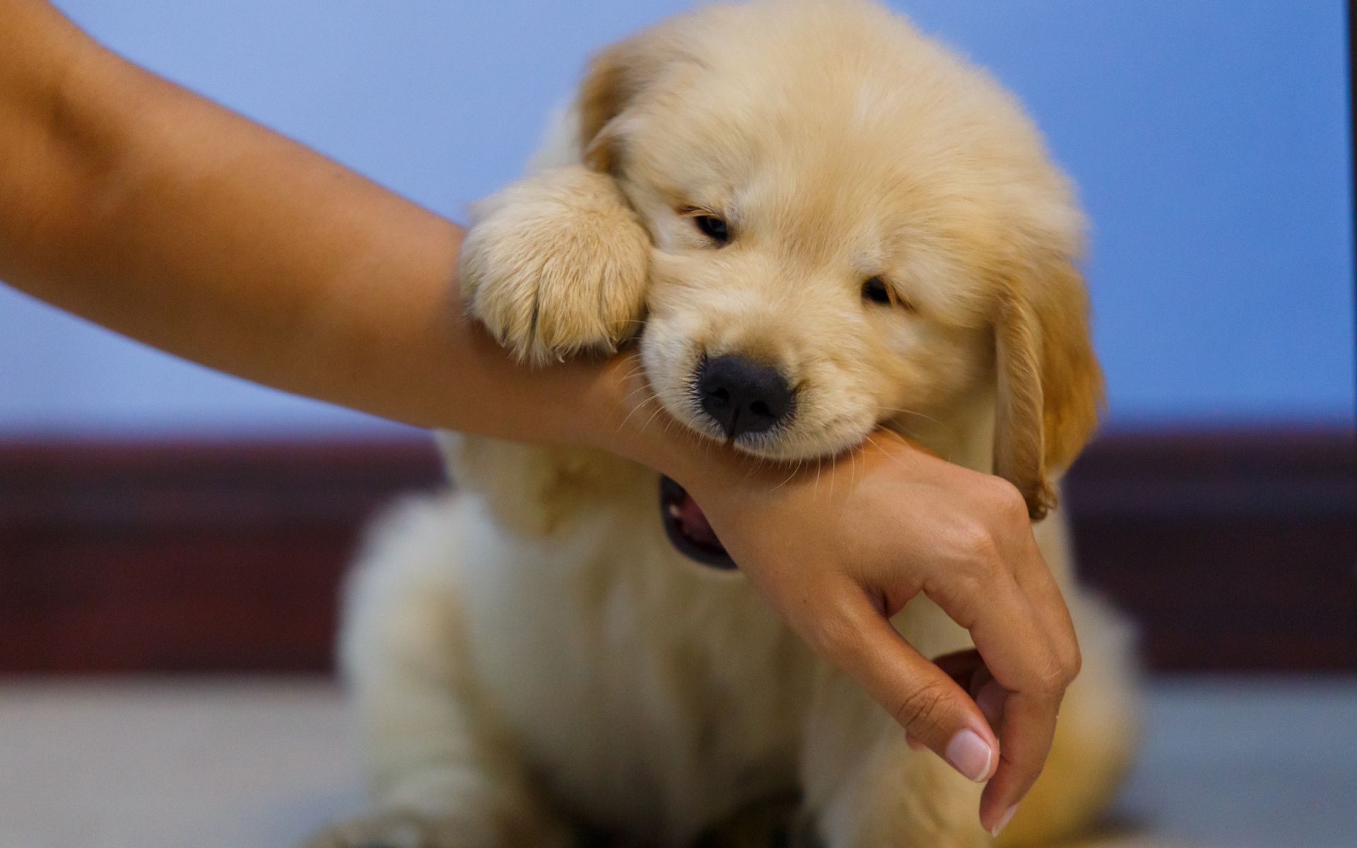 Puppy Biting the Man's Hand