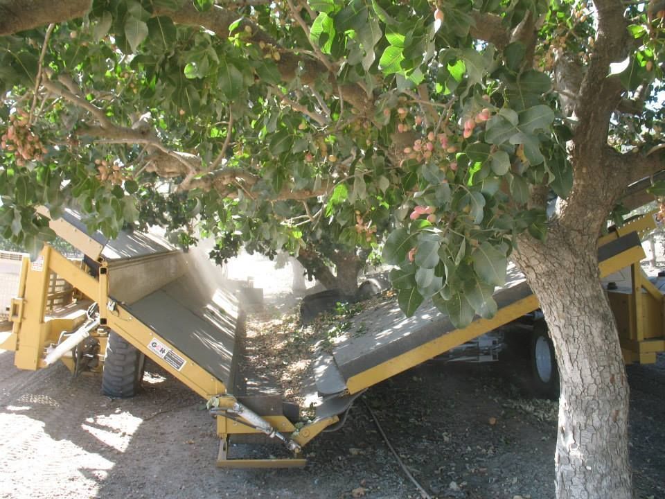 a tree with a conveyor belt attached to it