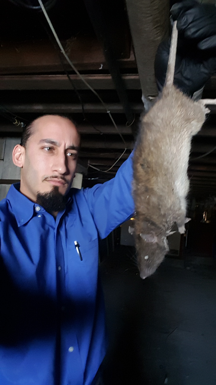 Get wildlife removal in Albany NY with 1O1 Pest Control