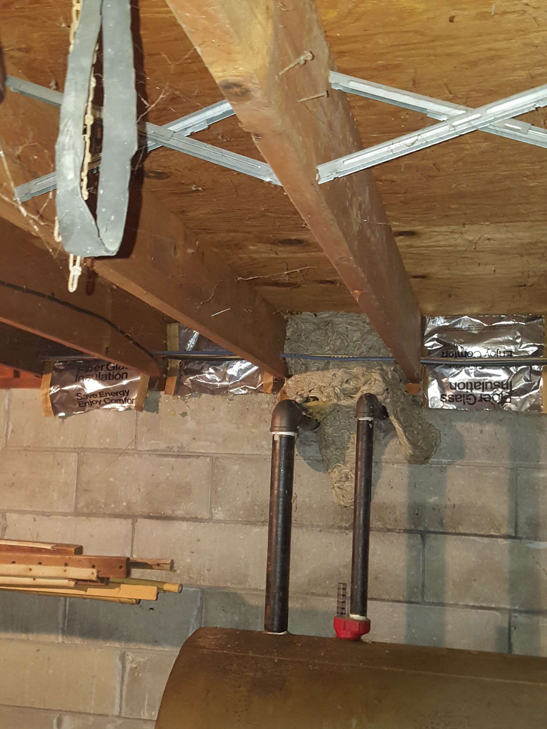 Get wildlife removal in Albany NY with 1O1 Pest Control