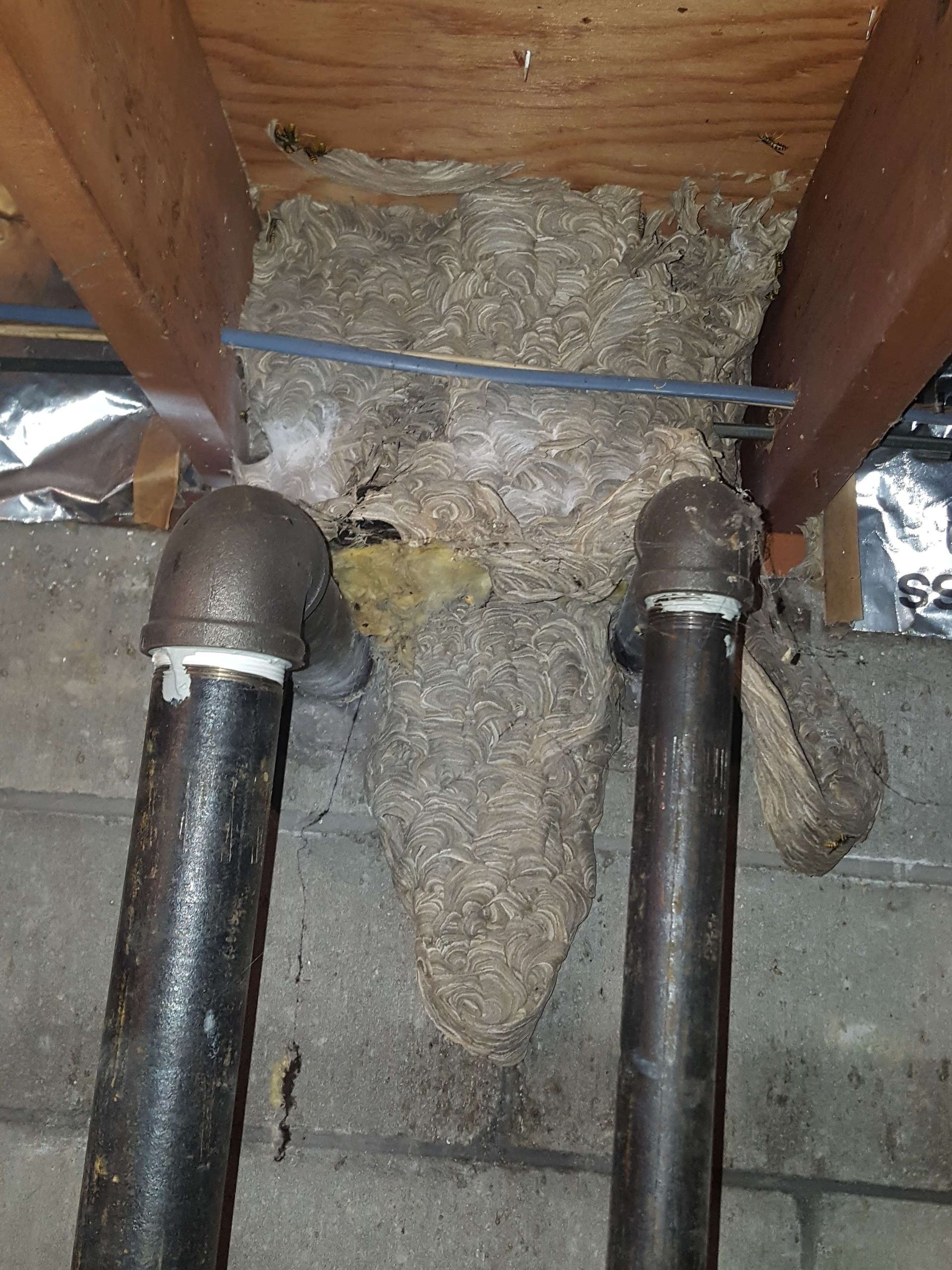 Get wildlife removal in Albany NY with 1O1 Pest Control