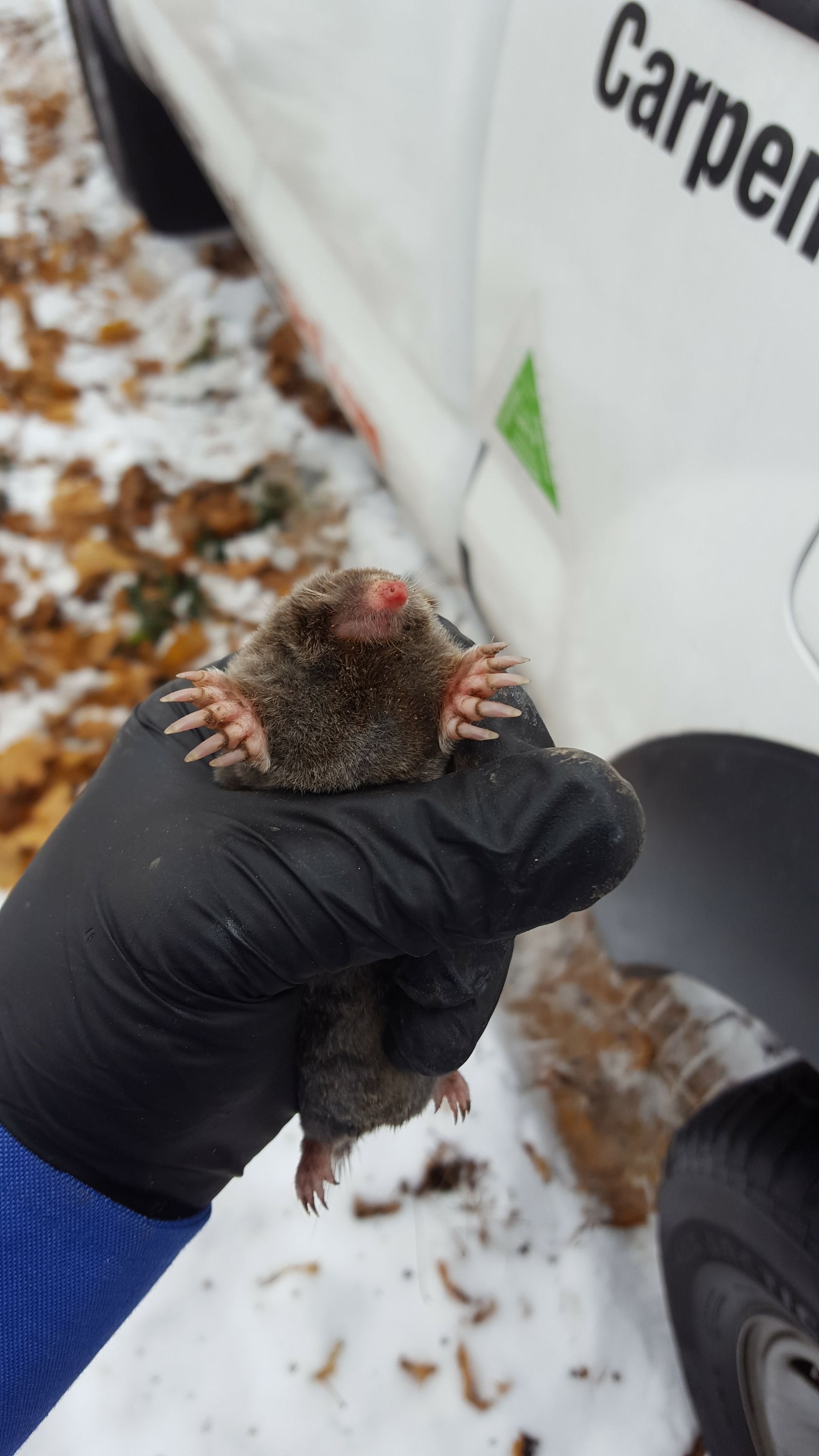 Get wildlife removal in Albany NY with 1O1 Pest Control