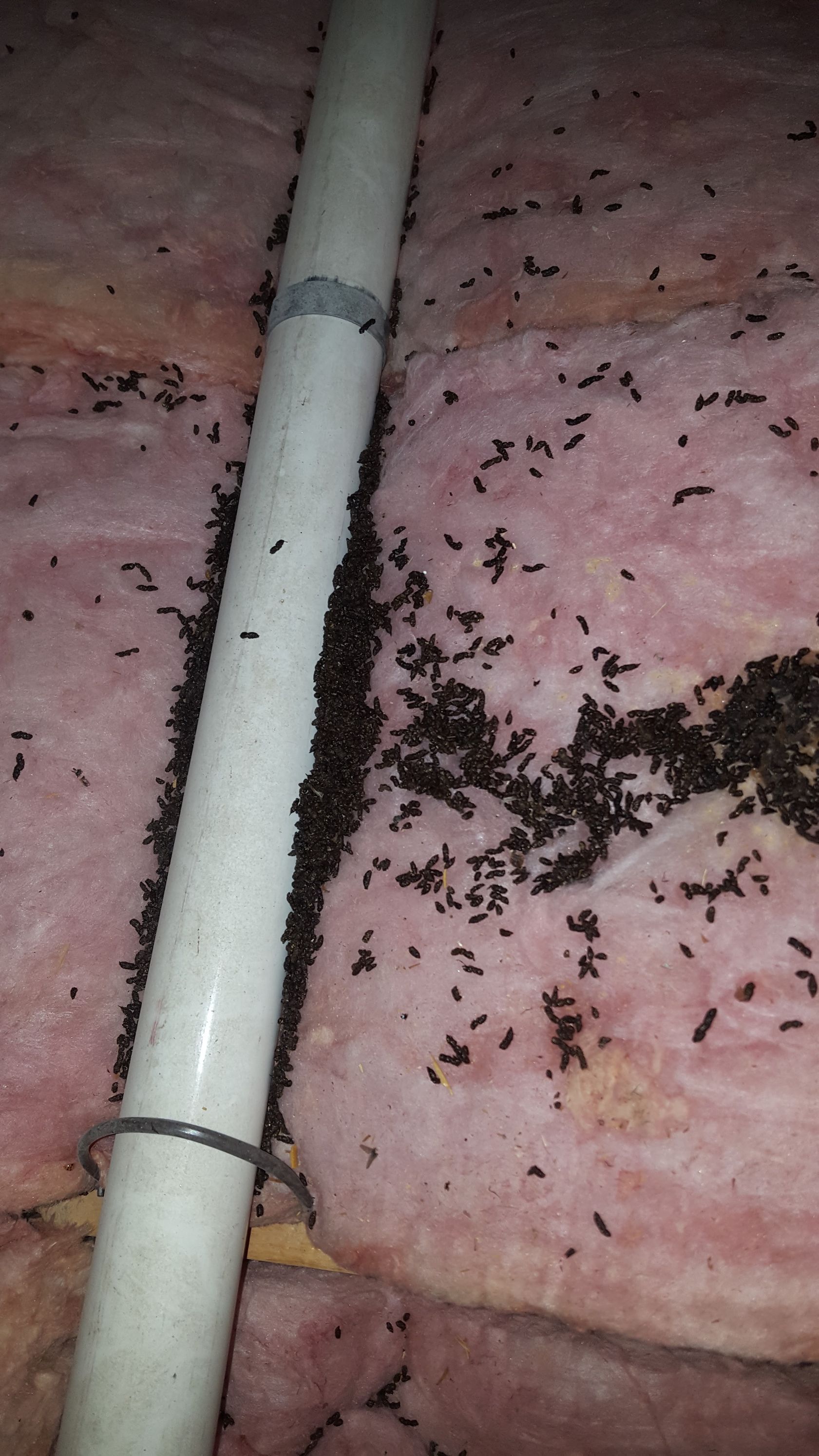 Get pest control in Albany NY with 1O1 Pest Control