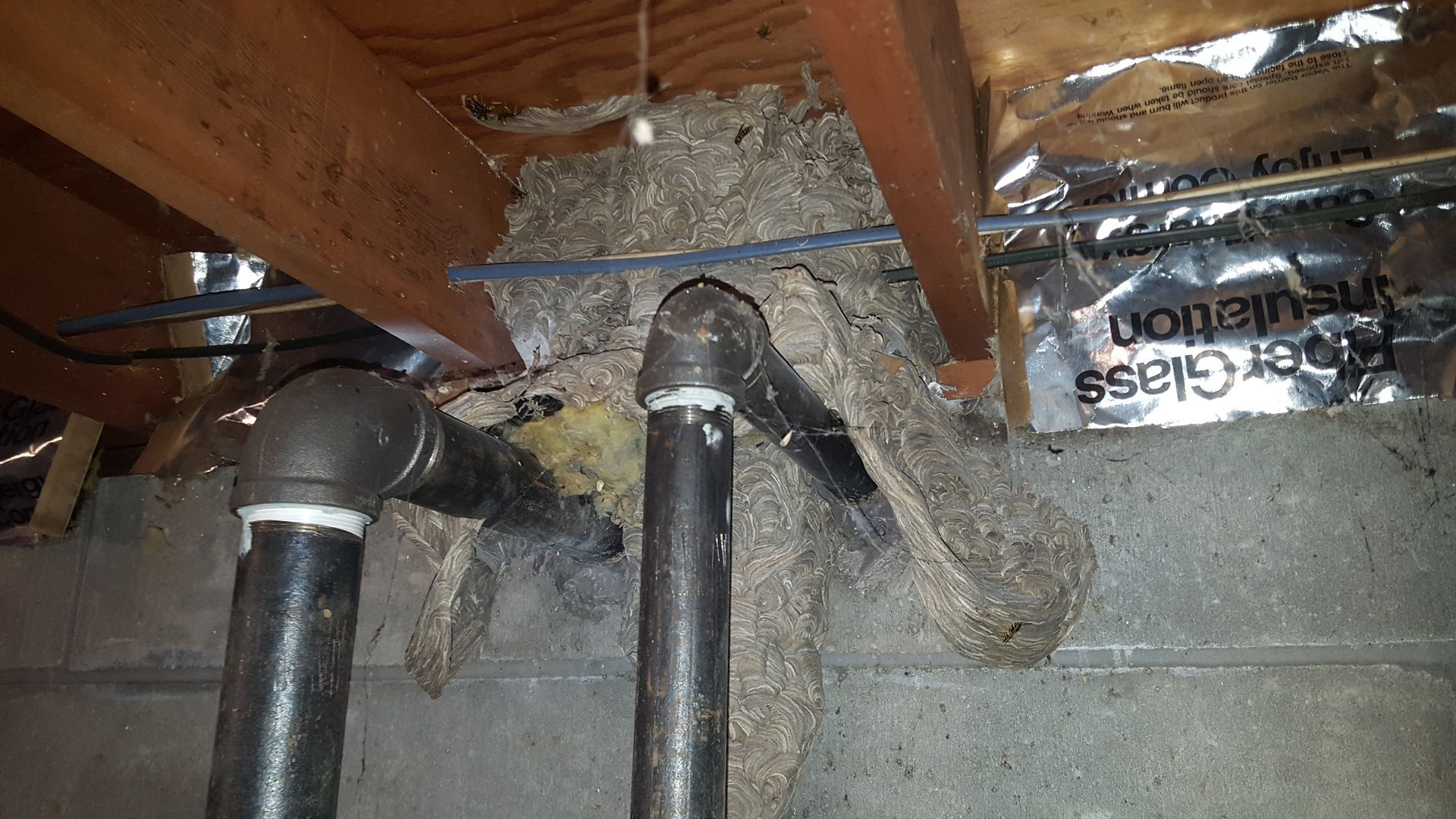 Get pest control in Albany NY with 1O1 Pest Control