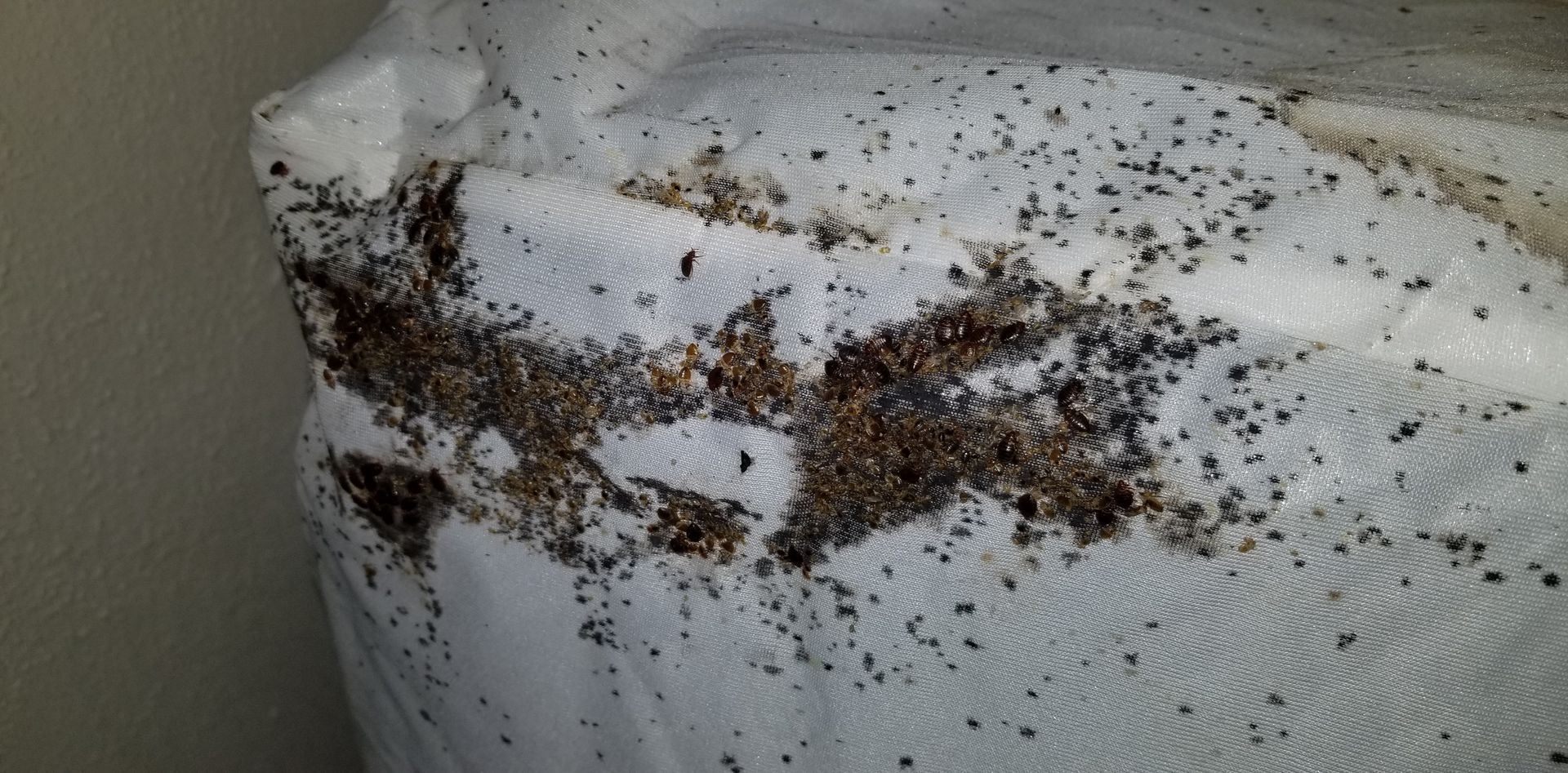 Get bed bug removal in Albany NY with 1O1 Pest Control