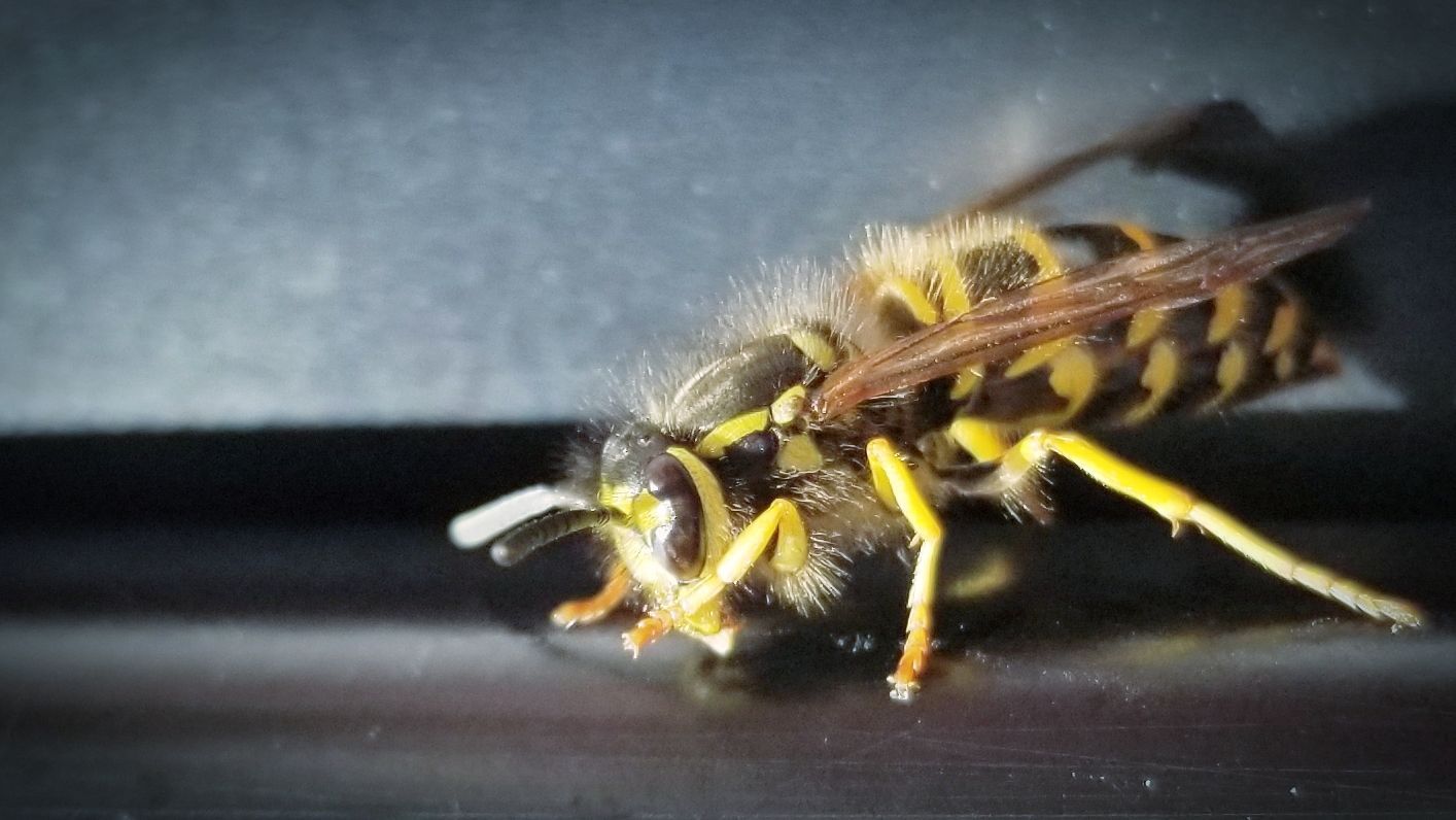 Get pest control in Albany NY with 1O1 Pest Control