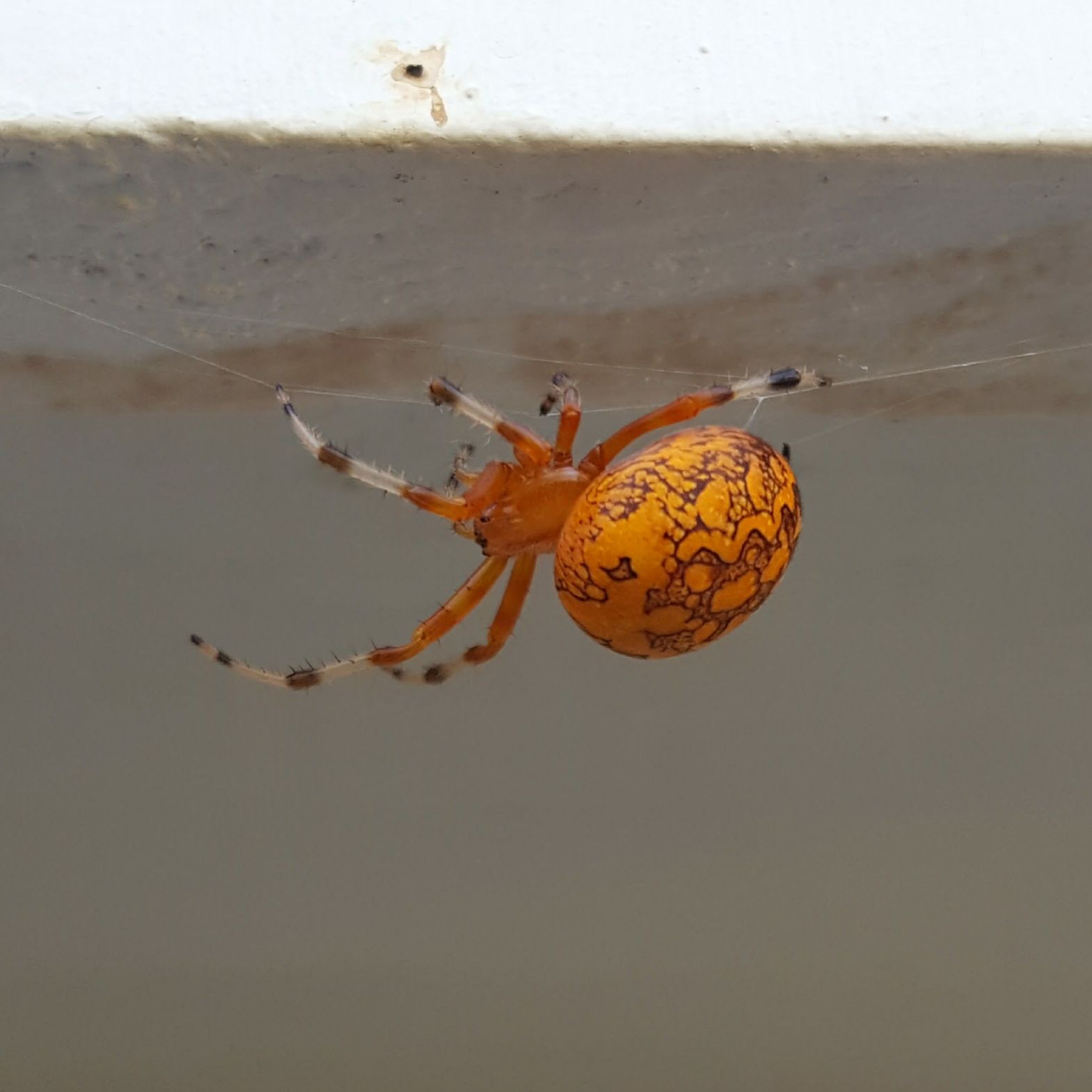 Get pest control in Albany NY with 1O1 Pest Control
