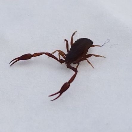 Get pest control in Albany NY with 1O1 Pest Control