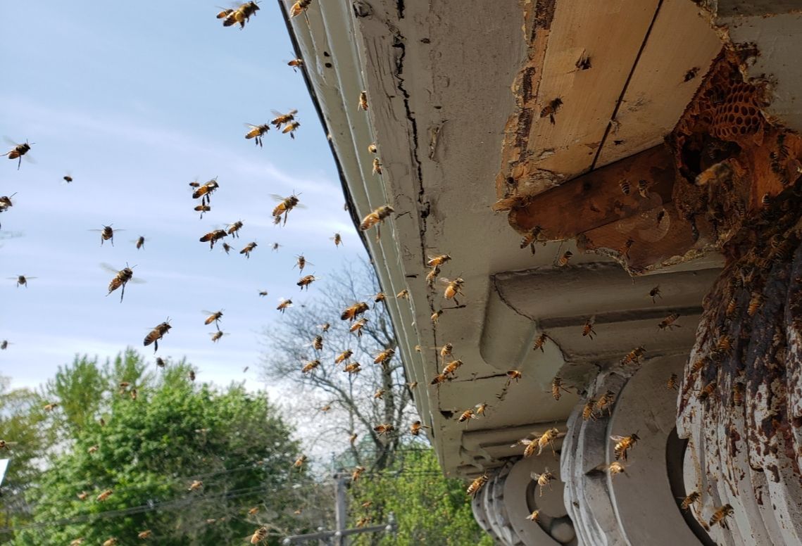 Get pest control in Albany NY with 1O1 Pest Control