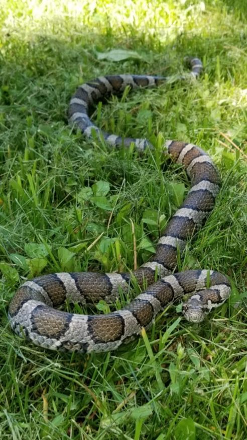 Get wildlife removal in Albany NY with 1O1 Pest Control