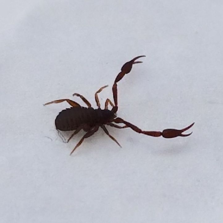 Get pest control in Albany NY with 1O1 Pest Control