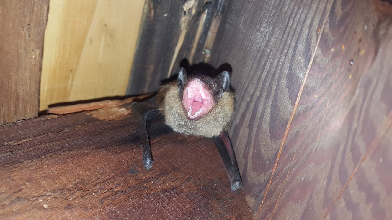 Get wildlife removal in Albany NY with 1O1 Pest Control