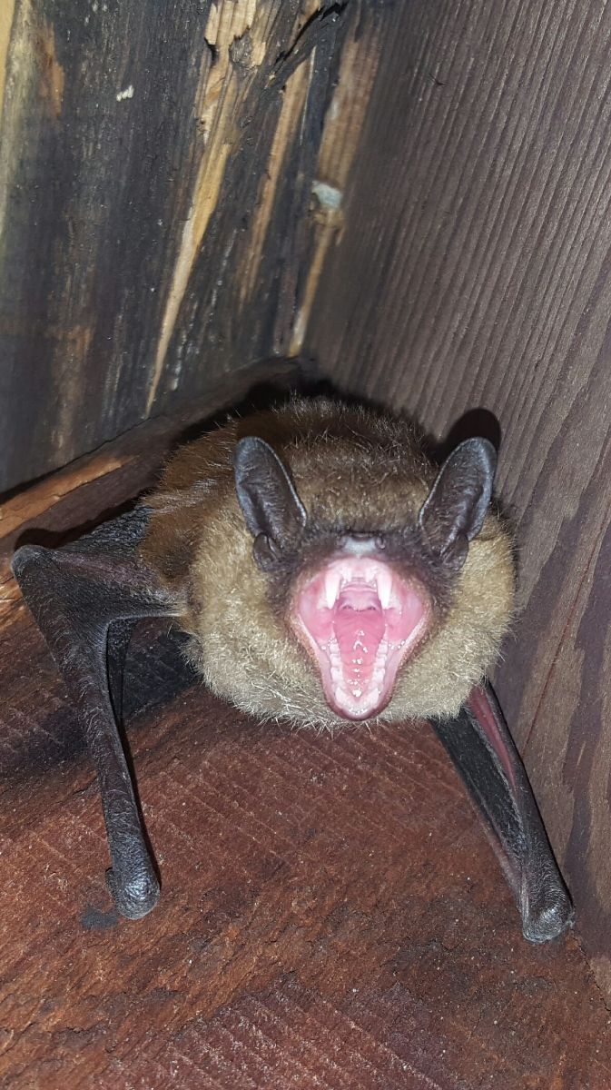 Get wildlife removal in Albany NY with 1O1 Pest Control