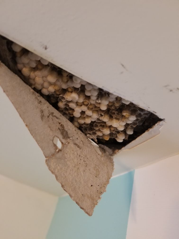 Get pest control in Albany NY with 1O1 Pest Control