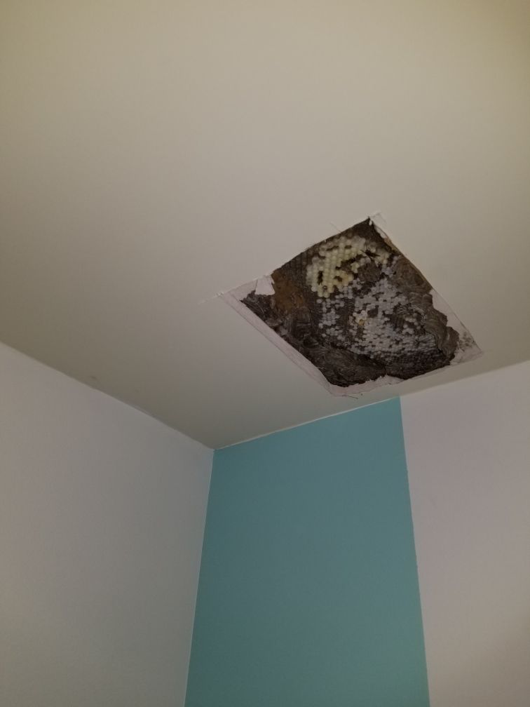 Get pest control in Albany NY with 1O1 Pest Control